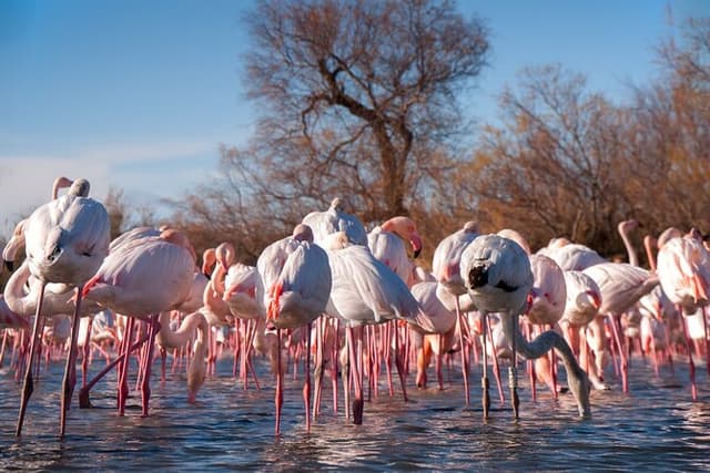Camargue Small-Group Day Trip from Avignon
