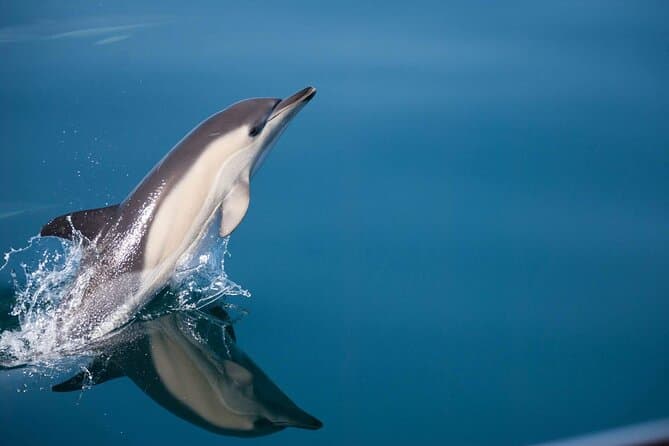 Best Estepona Dolphin Watching & Marbella Boat Tours