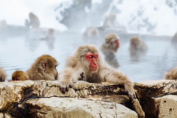 Unforgettable Nagano Snow Monkey Hot Spring Experience