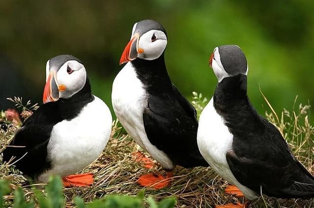 1 Hour Puffins and Reykjavík Bay Sailing