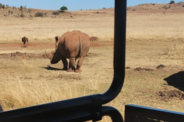 Rhino & Lion Safari + Wondercave Day Tour