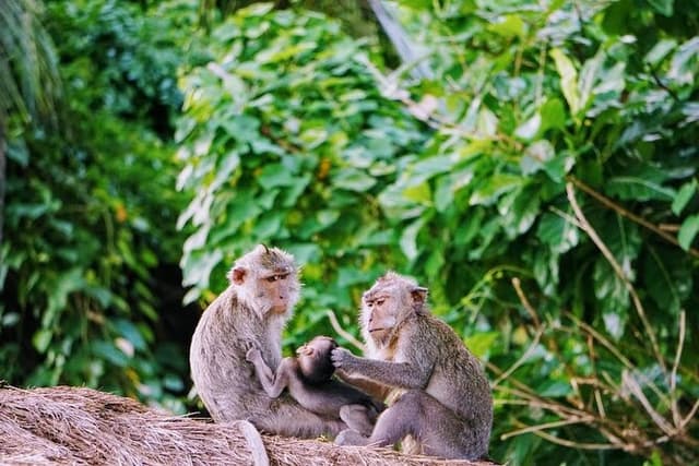 Private Tours Bedugul And Alas Kedaton Monkey Forest