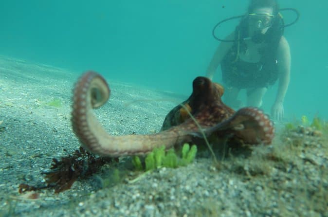 Top-Rated West Palm Beach Dive Tours & Excursions