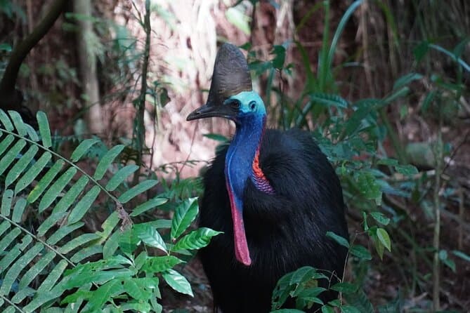 Explore Atherton Tablelands: Tropical North Highlands
