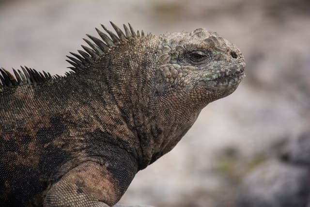 Galapagos First Class 5 Day Package with Yacht Day Tours