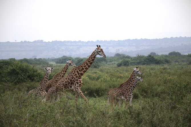Best Akagera National Park Safari Tours from Kigali