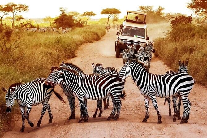 Best Mikumi National Park Safari Day Trips from Dar es Salaam