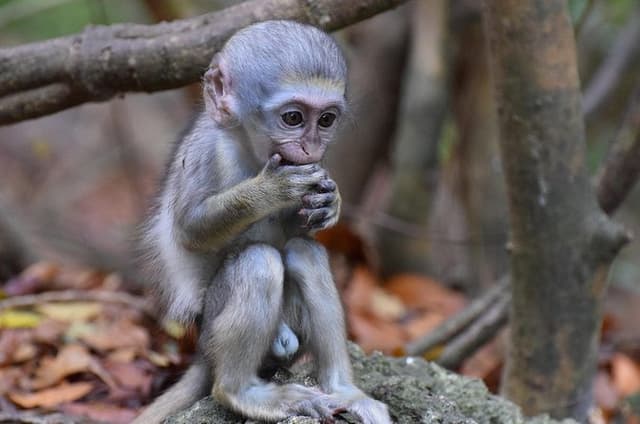 Barbados Small-Group Garden & Wildlife Half-Day Tour