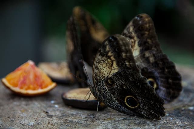 House of the Butterflies of the Collodi Pinocchio Polycentric Park