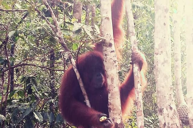 Semenggoh Orangutan Center & Sarawak Sunset River Cruise