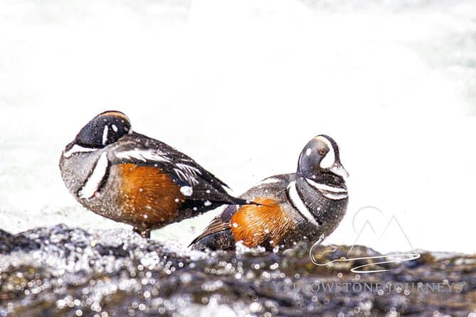 Best Gardiner Wildlife Safari Tours