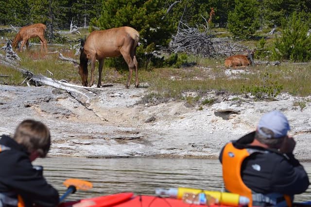 Lake Yellowstone Half Day Kayak Tours Past Geothermal Features