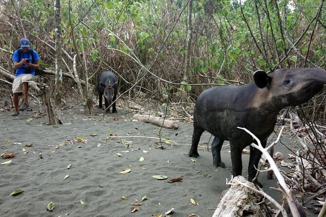 Pacheco Tours - 2 Days 1 Night in Corcovado Sirena From Drake Bay