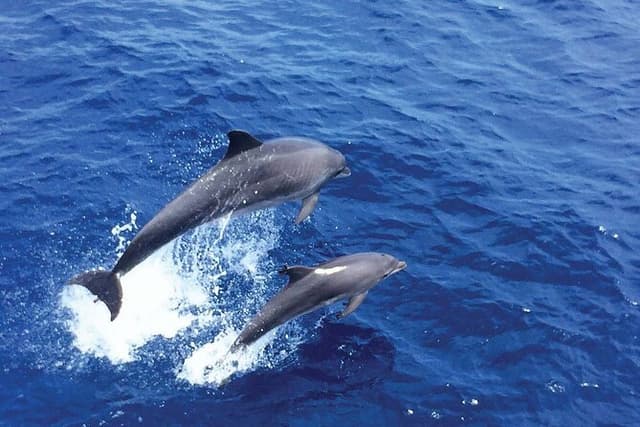 Dolphin Watching in Mallorca (Paguera)