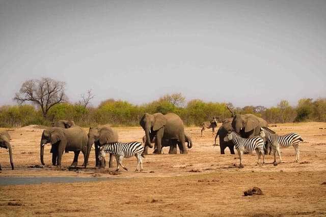 Hwange (Safari) Day Trip from Victoria Falls
