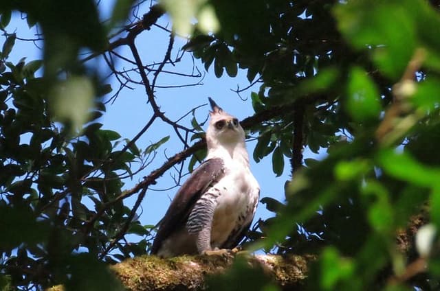 5-Hour Private Bird Watching Tour in Curi-Cancha