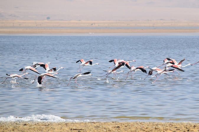 Top-Rated Fayoum Birding Excursions from Cairo