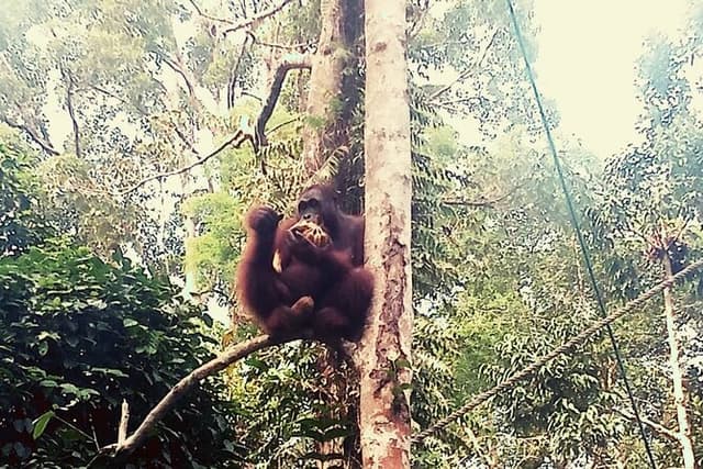Semenggoh Orangutan Center & Sarawak Cultural Village