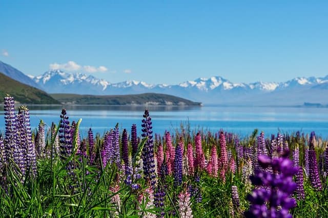 Christchurch to Queenstown One-Way Tour via Mt Cook & Lake Tekapo