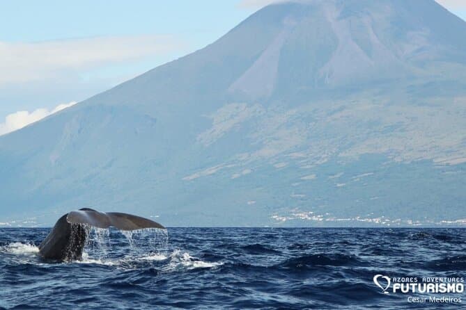 Pico Whale Watching Tours Compared