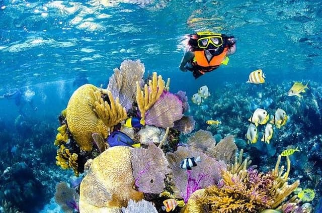 Tulum Area Experiences Guided Snorkeling Tour - Casa Cenote + Ocean Reef & Lunch
