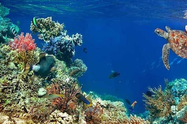 Tulum Area Experiences Guided 2 Tank Scuba Dive Casa Cenote & Barrier Reef-Lunch