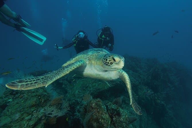 Best Caño Island Snorkeling Adventures in Drake Bay