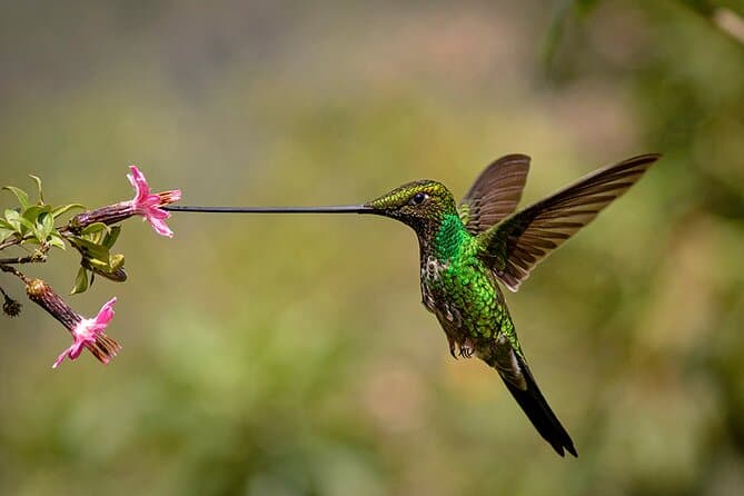 Mindo Bird Watching Tour