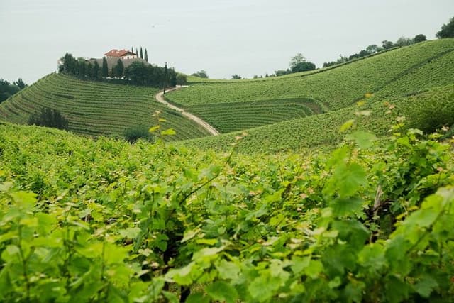 Private Basque Cheese & Txakoli Wine Tour from San Sebastian