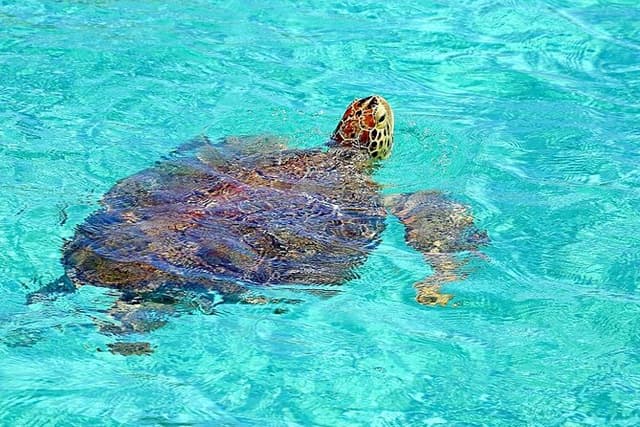 Rose Island Half-Day Snorkeling Cruise