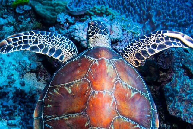 ABC Reef Safaris