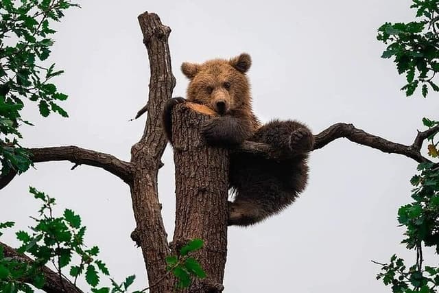 Brasov: Bears Sanctuary, Rasnov Fortress, Bran Castle GUIDED Tour
