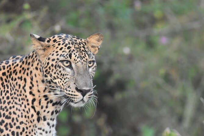 Leopard-Filled Yala Safari in Yala National Park