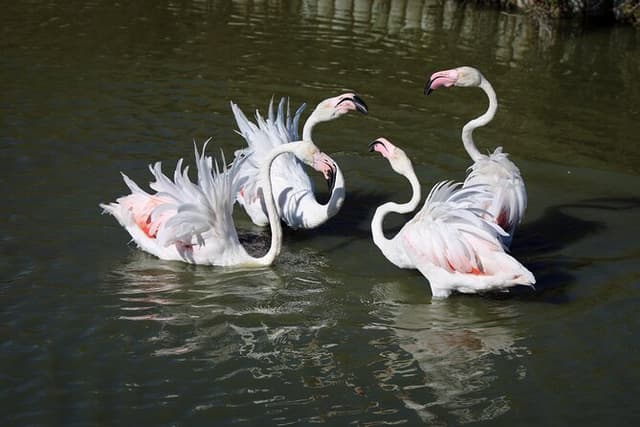 Private Arles Camargue Experience Van Gogh Wild Horses Flamingoes