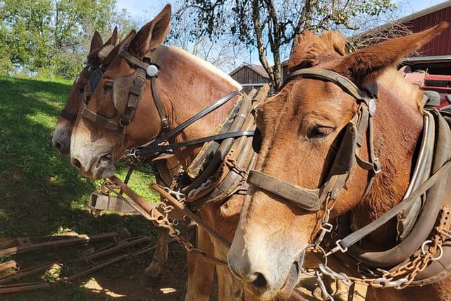 Unique Amish Immersion in Lancaster