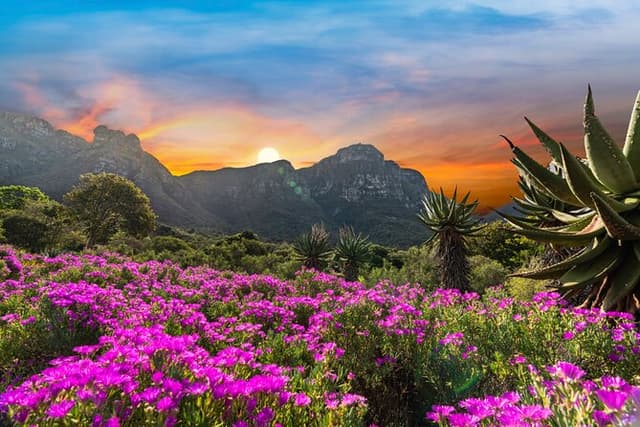 Kirstenbosch Botanical Gardens and Constantia Wine Tasting Tour.