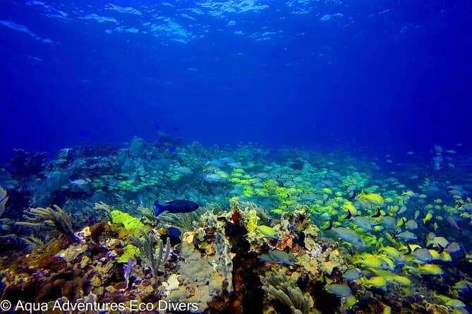 MUSA Isla Mujeres Underwater Art Dive Experience