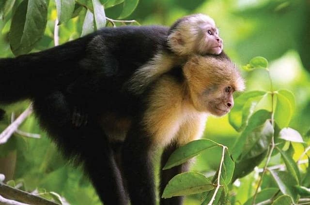 Manuel Antonio National Park Hiking Guided Tour