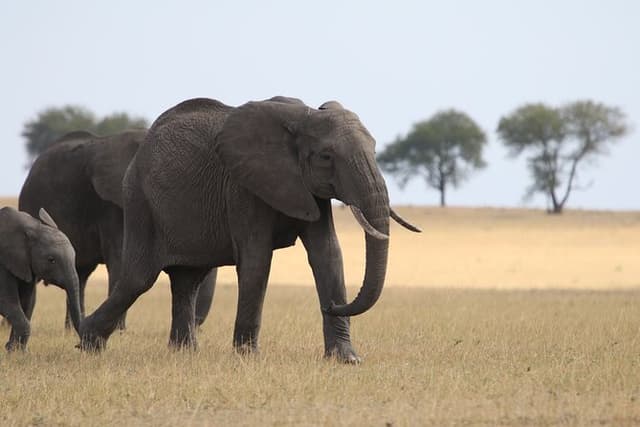 5 Days Group Camping Safari