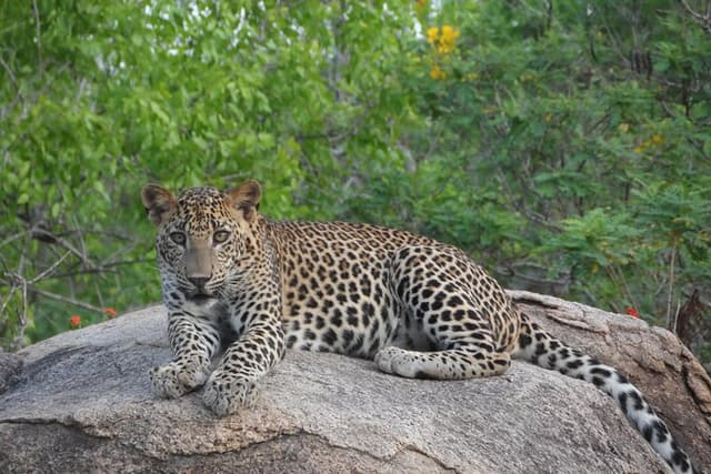 Full Day Safari ( The Best for Leopards & Elephants and more..)