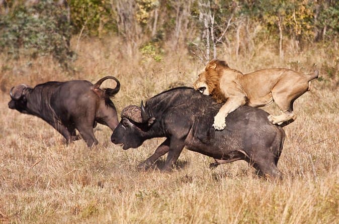 Best Tarangire & Ngorongoro Safari Tours from Arusha