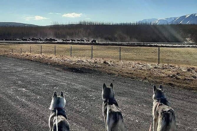 Explore Akureyri: Epic Husky Hiking Adventures