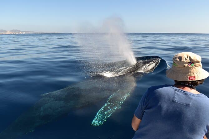 Best Whale Watching Tours in Cabo San Lucas