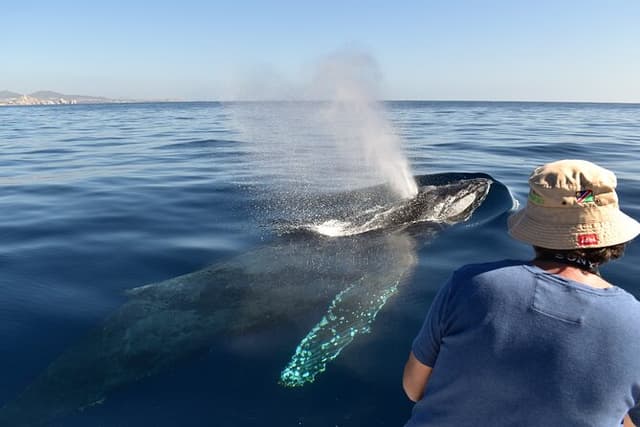 Whale Watching Cabo Female crew, sightings Guaranteed, Photos