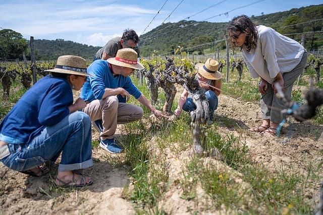 Private Pic Saint Loup Wine and Olive Tour from Montpellier