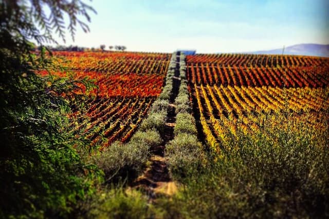 Douro Valley — Private UNESCO Wine & Cultural Experience