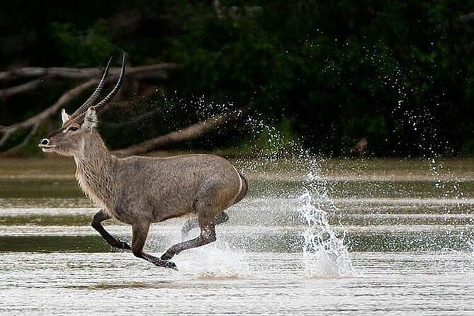 Best Selous and Mikumi National Park Tours from Dar es Salaam