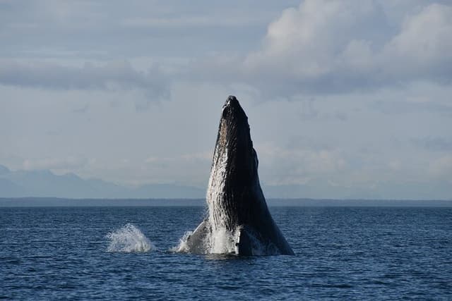 Alaska Whale Watching with bonus Drone viewing of Whales