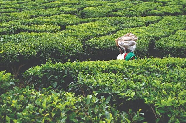 Munnar 1 Day Excursion to Tea Gardens, Free Pick Up and Drop.