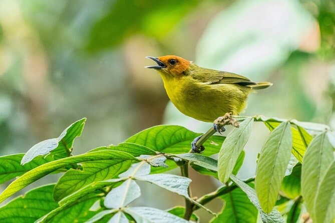 Best Manu National Park Tours: Cusco to Amazon Adventure